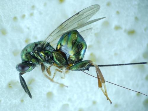 Torymus sp.